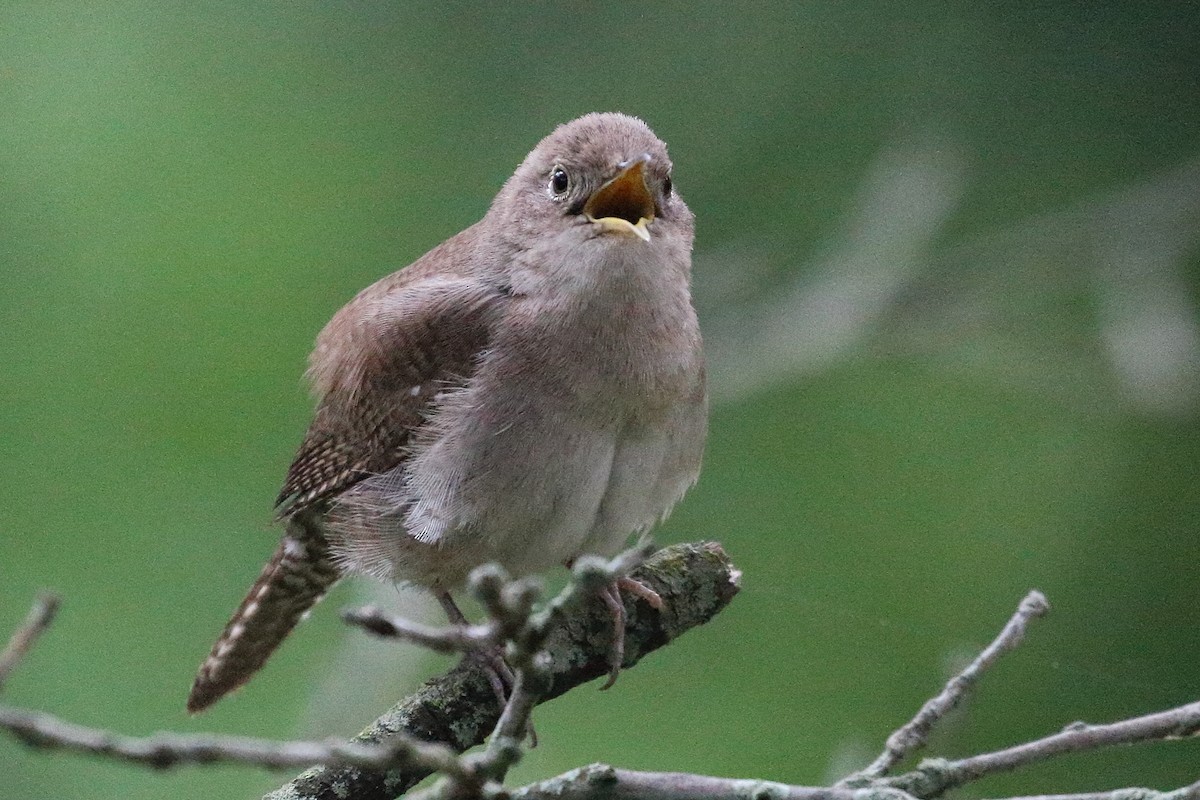 House Wren - Jeffrey Fenwick