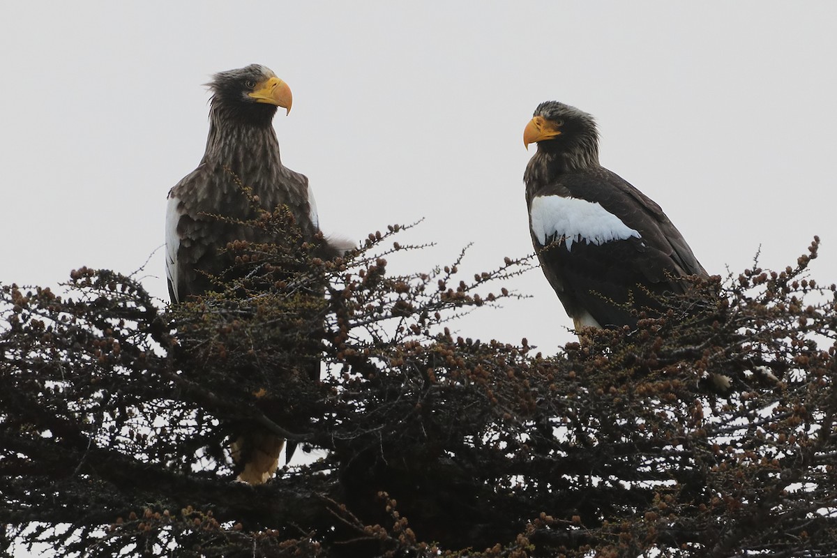 Steller's Sea-Eagle - Igor Dvurekov