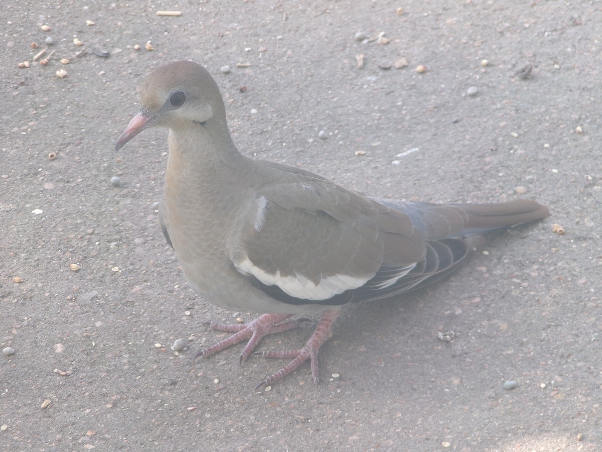 White-winged Dove - Texas Bird Family