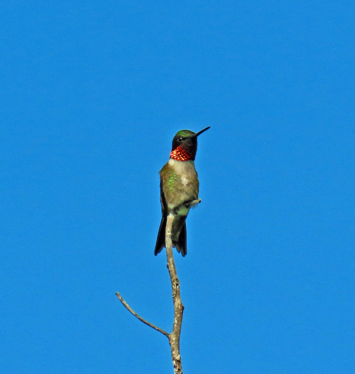 Ruby-throated Hummingbird - JoAnn Potter Riggle 🦤