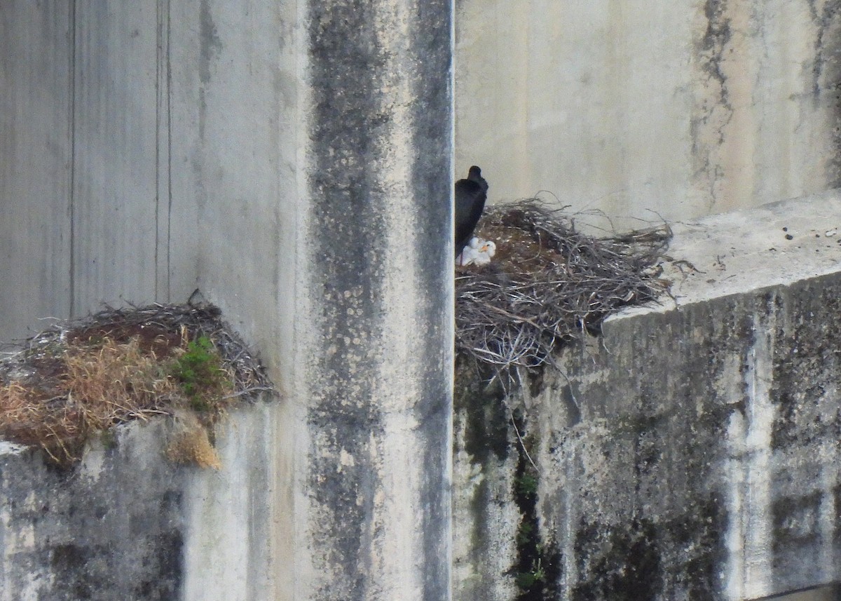 Black Stork - ML619458974