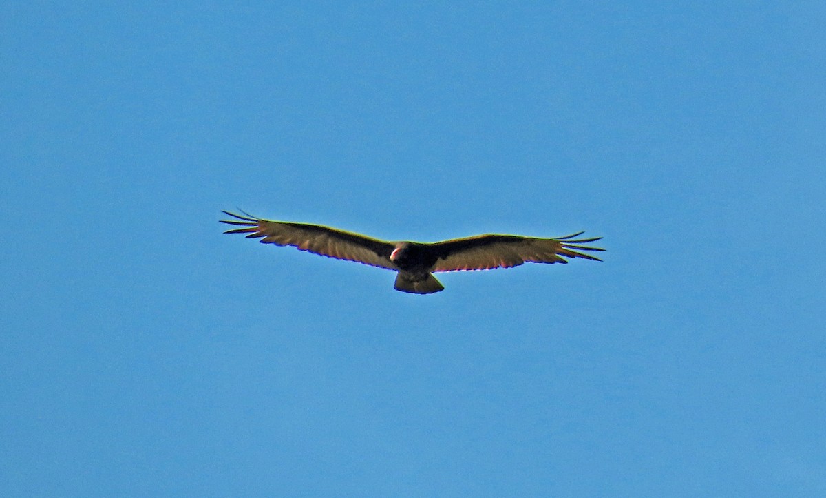 Turkey Vulture - JoAnn Potter Riggle 🦤