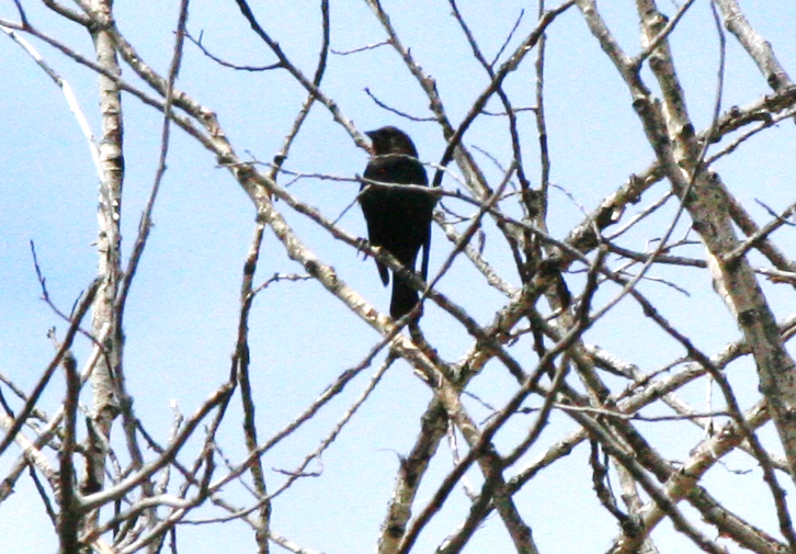 Brown-headed Cowbird - Muriel & Jennifer Mueller