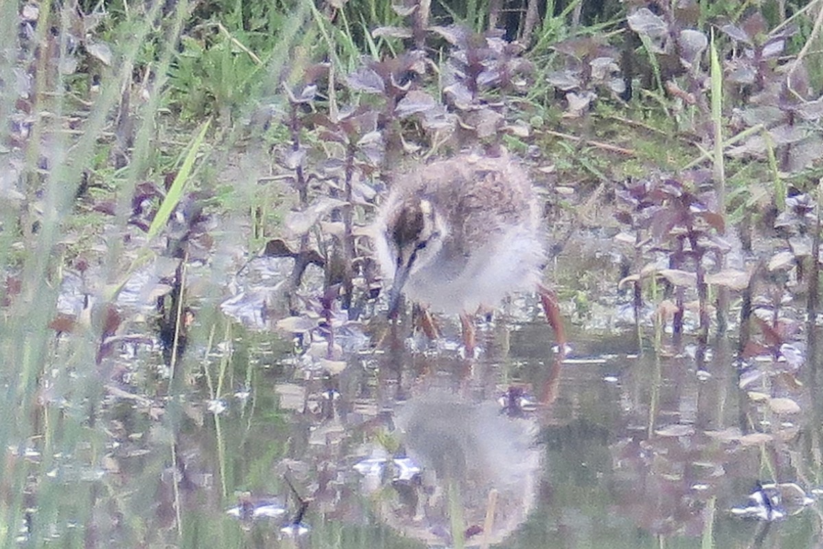 Common Redshank - Michael Simmons