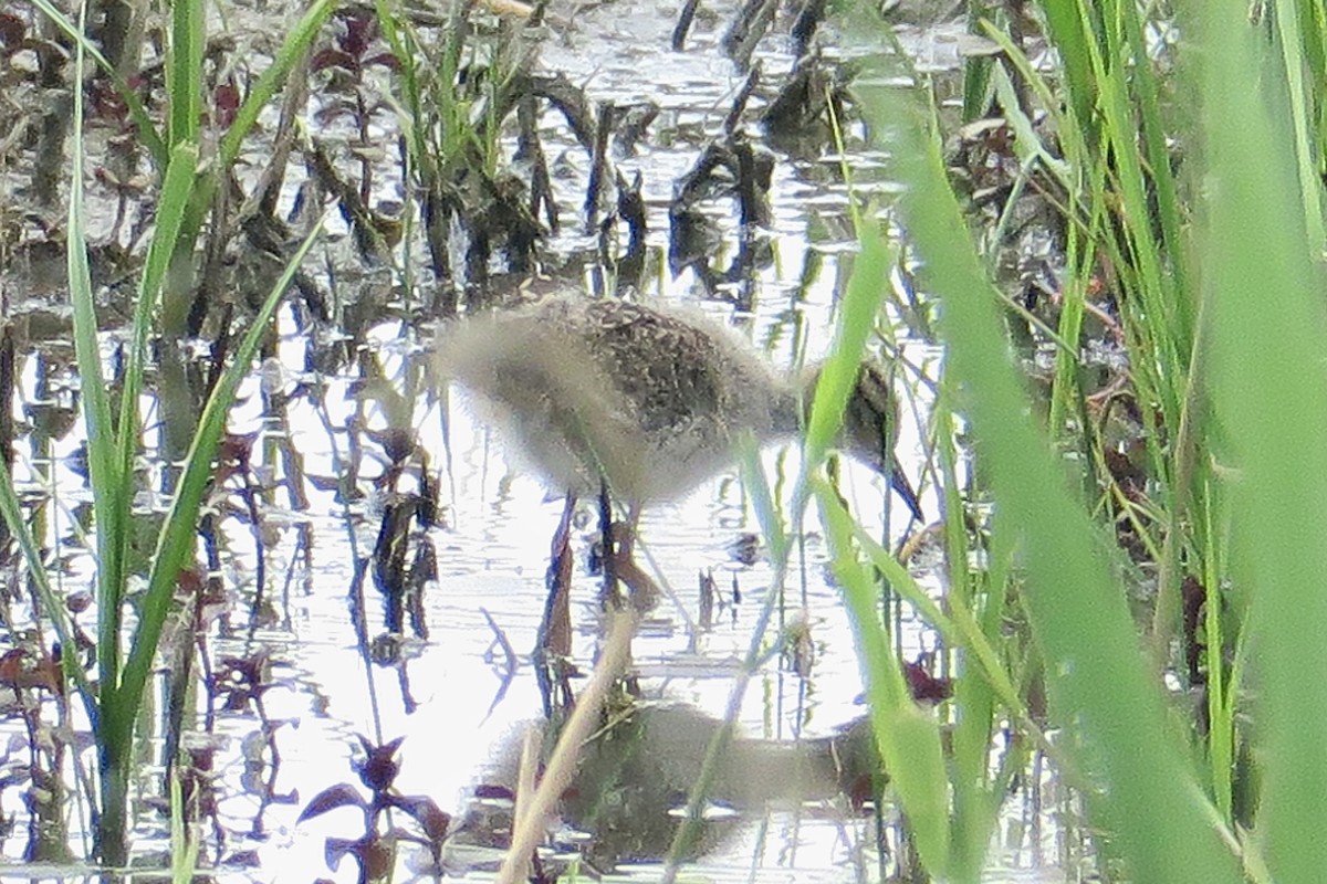 Common Redshank - Michael Simmons