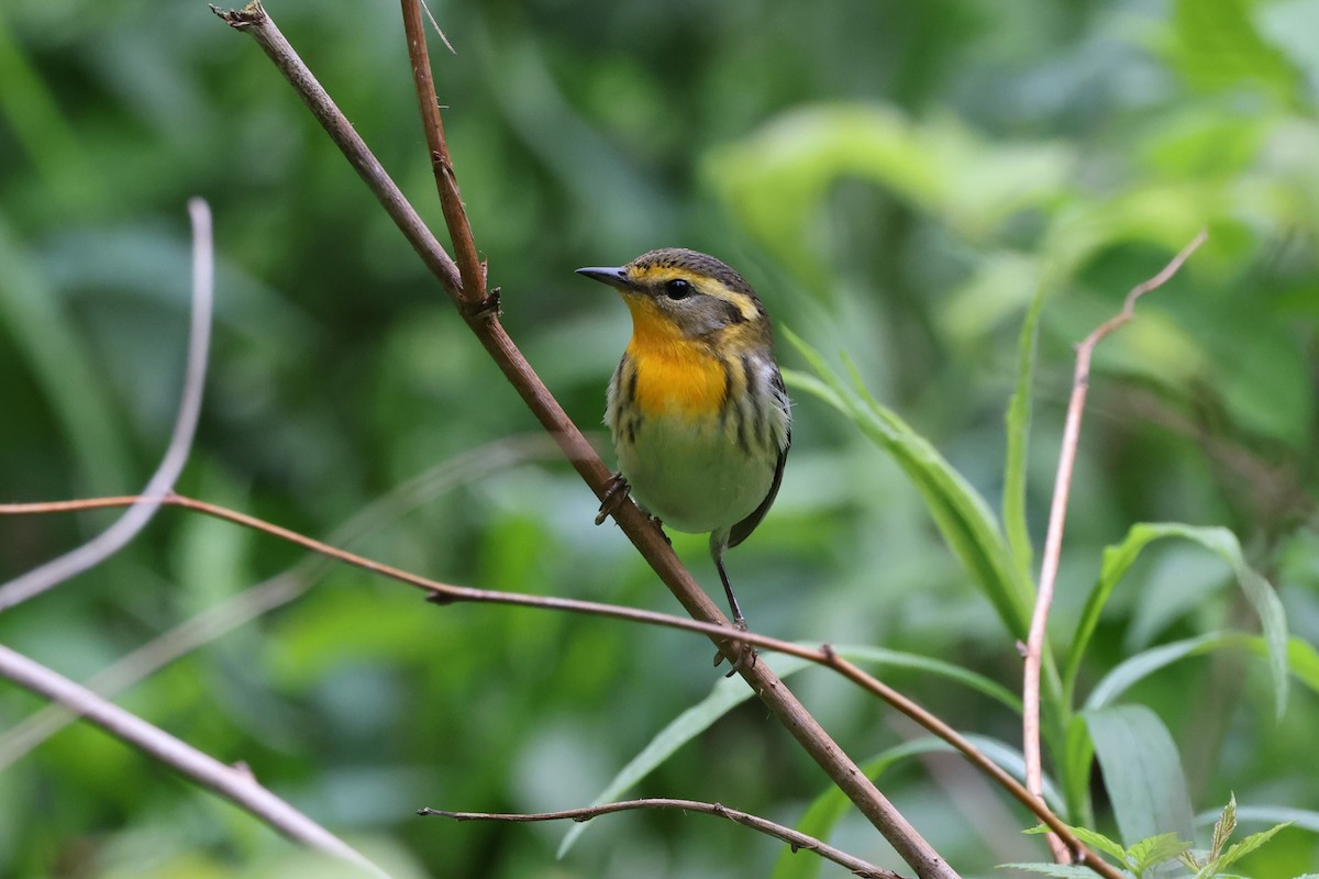 Blackburnian Warbler - ML619458992