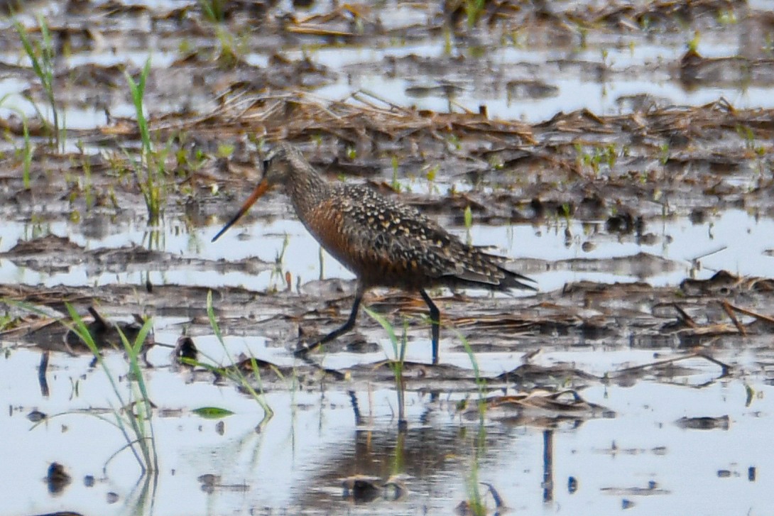 Hudsonian Godwit - Daniel Denman