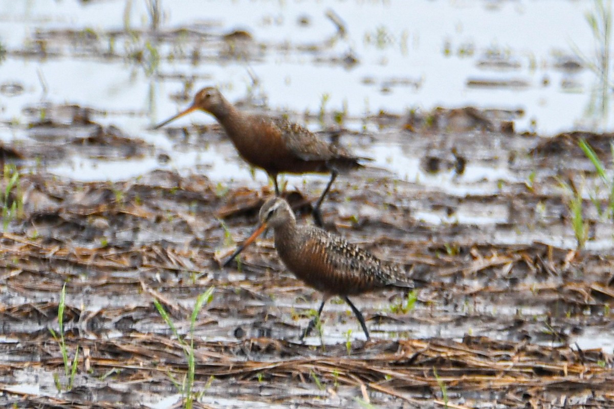 Hudsonian Godwit - Daniel Denman