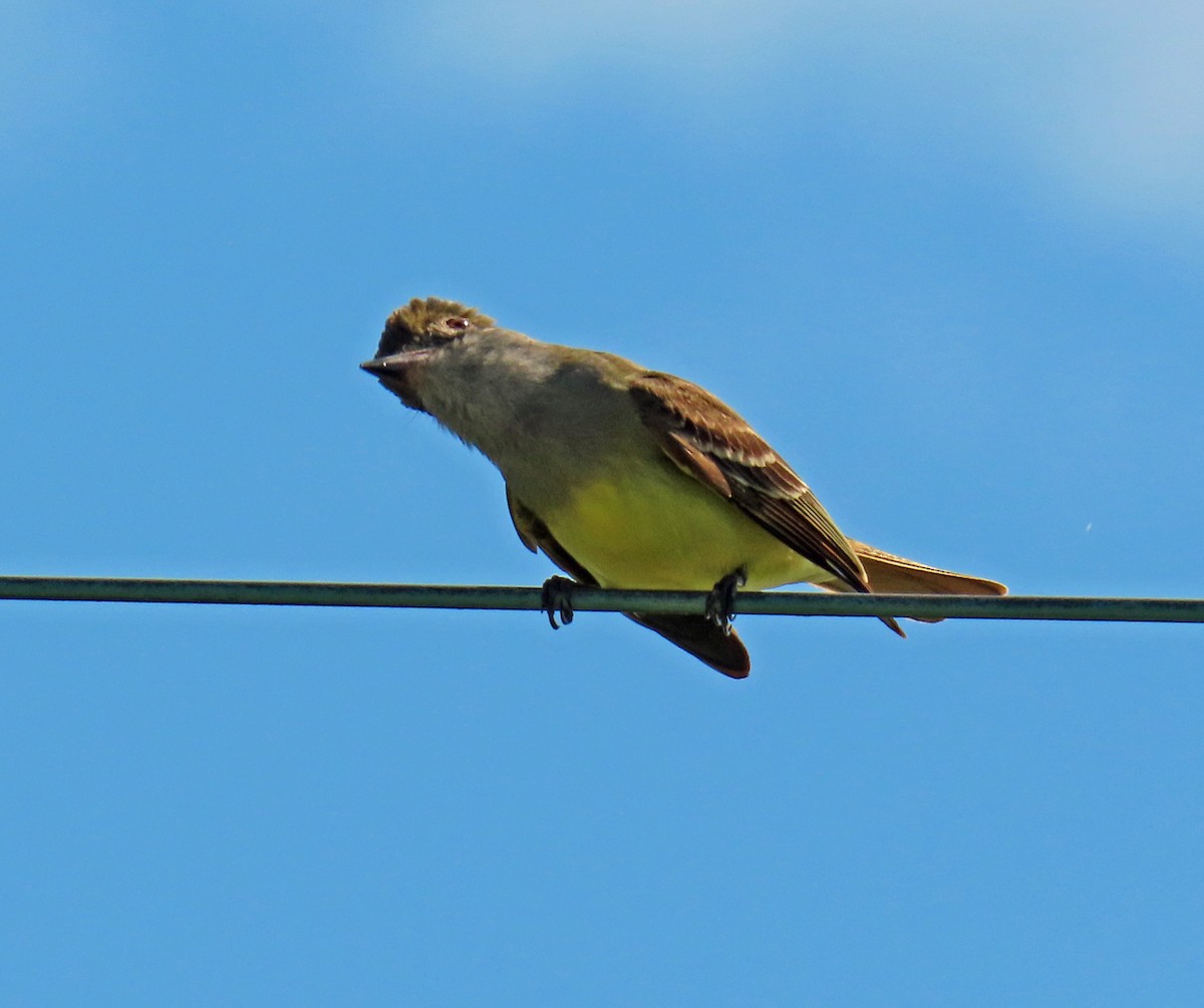 Great Crested Flycatcher - JoAnn Potter Riggle 🦤