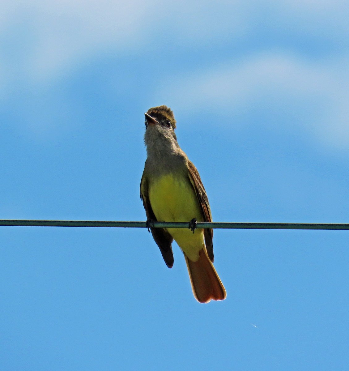 Great Crested Flycatcher - JoAnn Potter Riggle 🦤