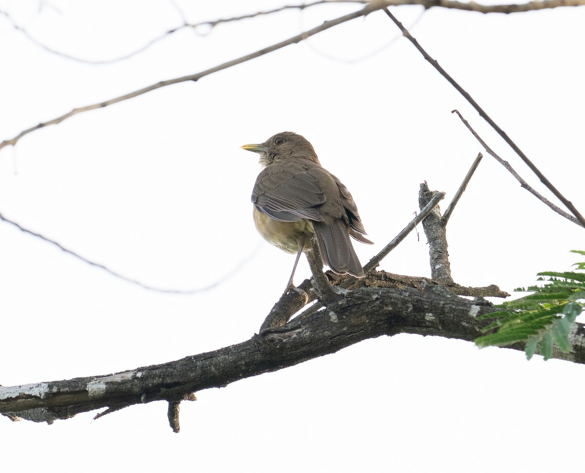 Clay-colored Thrush - Patti Koger