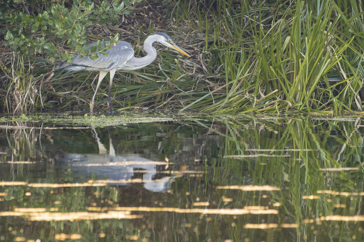 Cocoi Heron - Francisco Castro Carmona