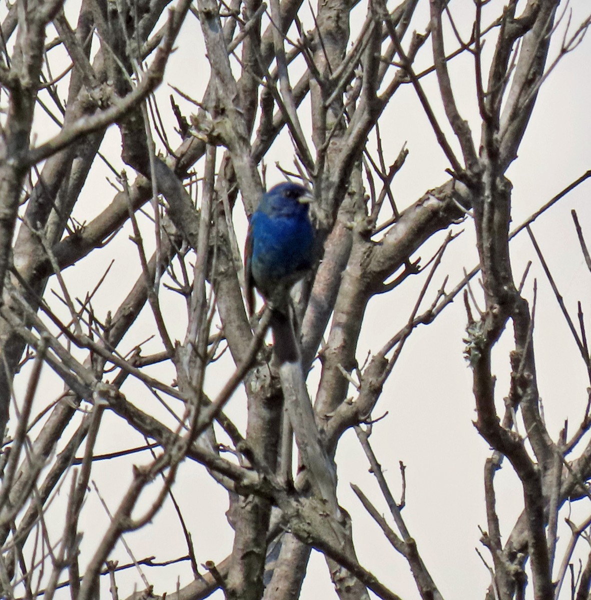 Blue Grosbeak - JoAnn Potter Riggle 🦤