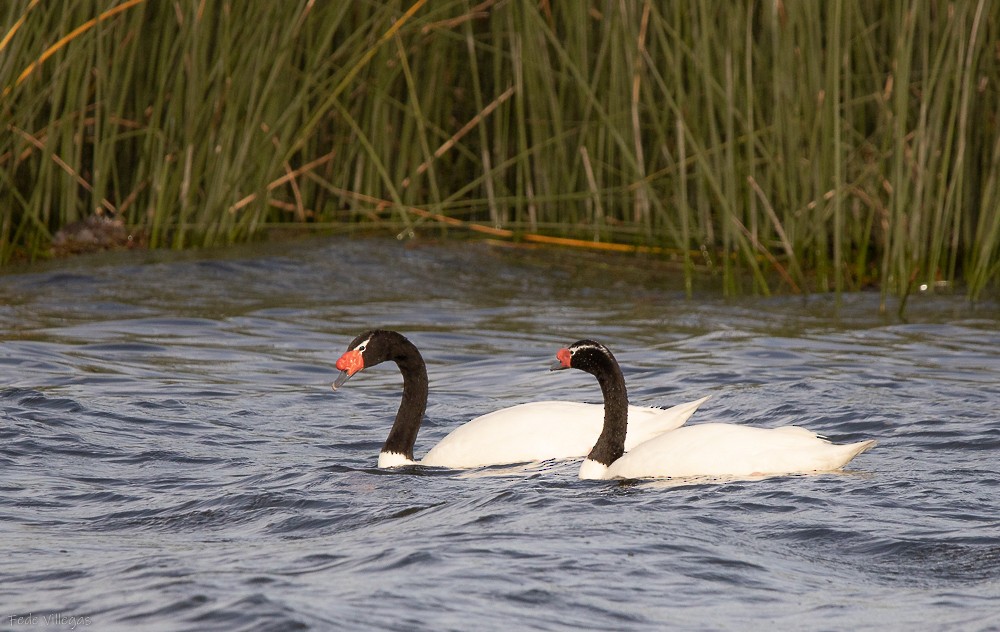 Black-necked Swan - Federico Villegas
