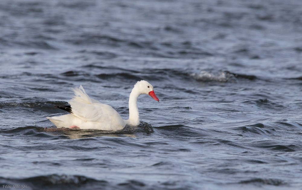 Coscoroba Swan - Federico Villegas