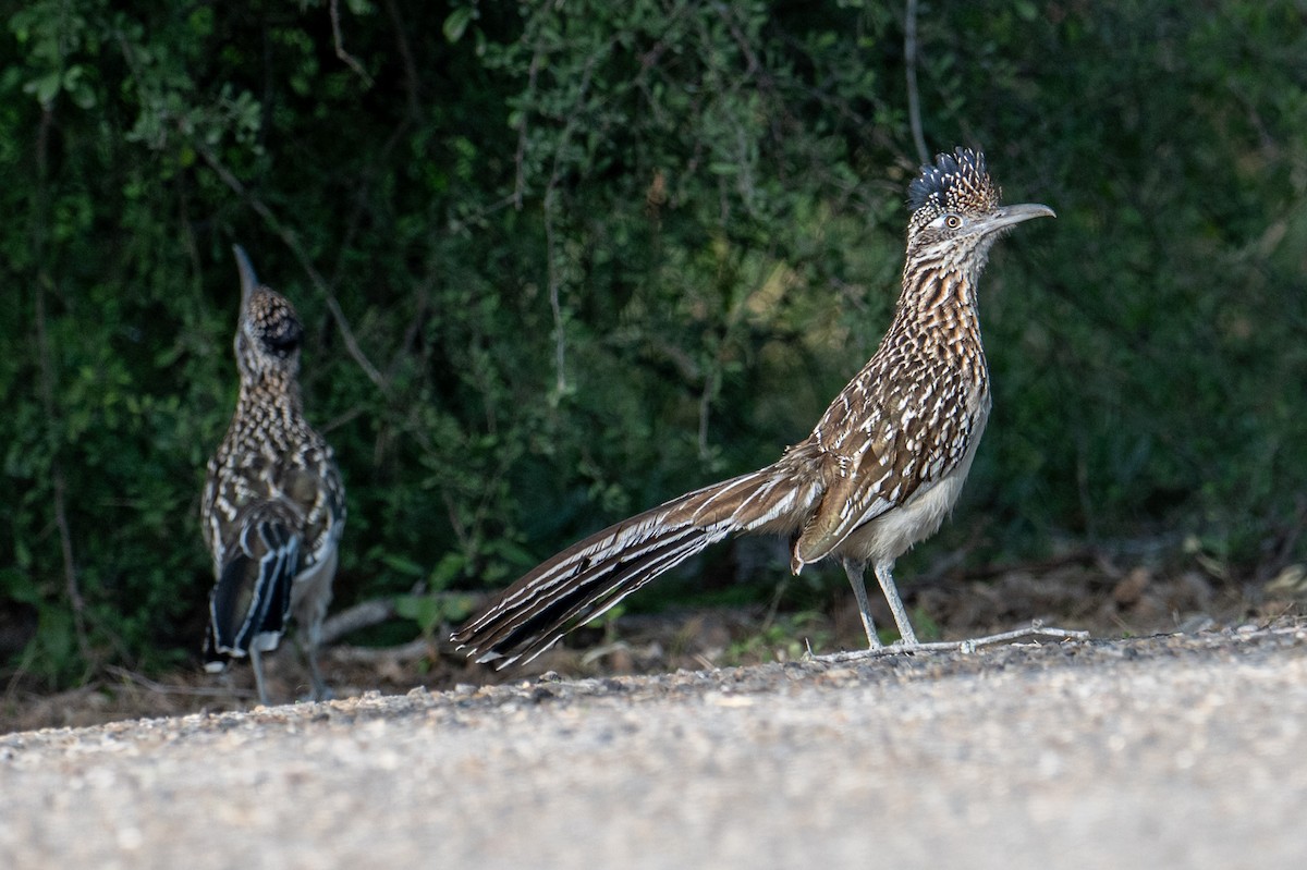 Greater Roadrunner - ML619459062