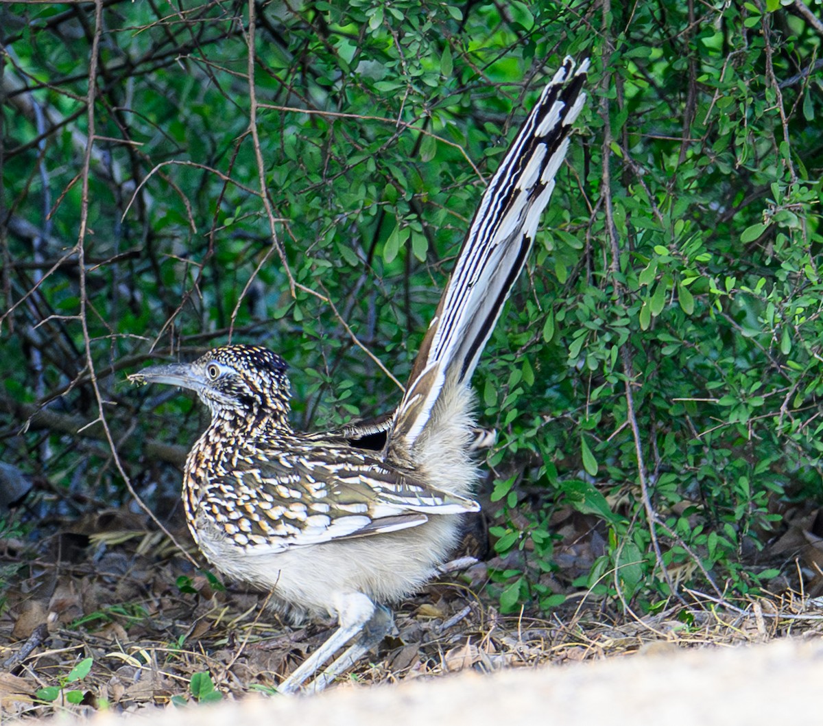 Greater Roadrunner - Patti Koger