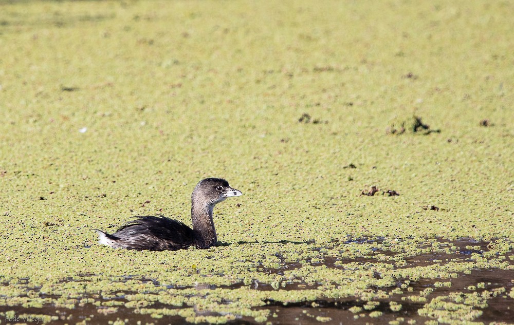 Pied-billed Grebe - Federico Villegas