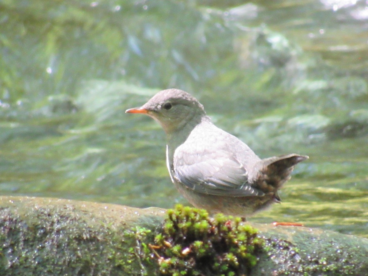 American Dipper - Mike Partridge