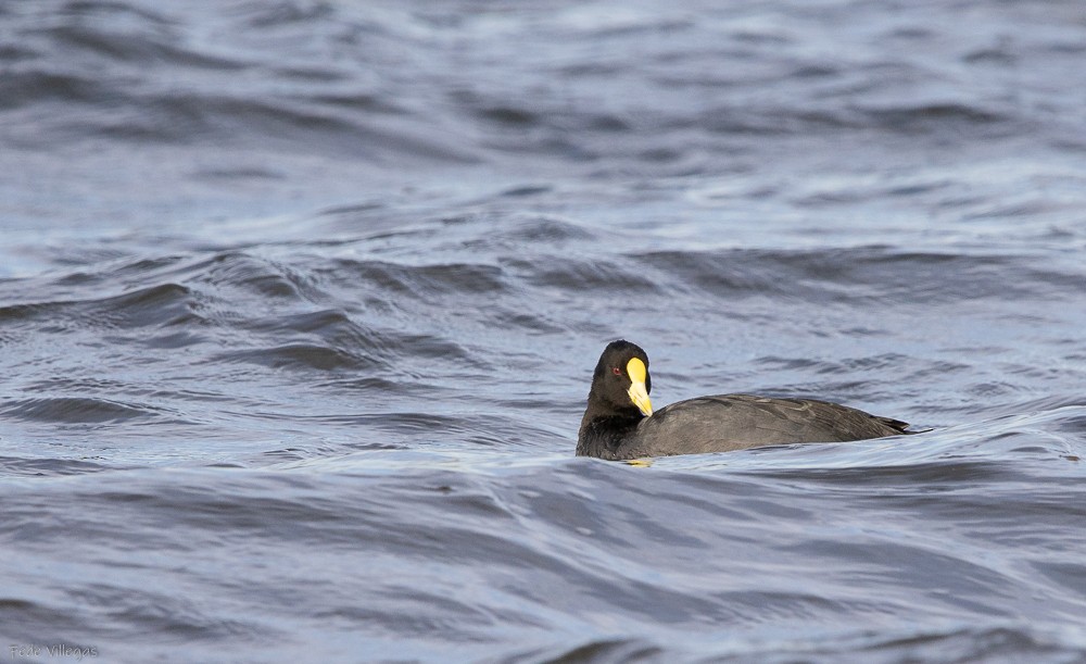 White-winged Coot - Federico Villegas