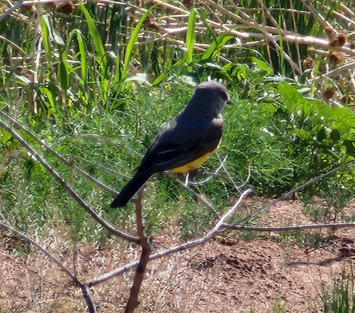 Western Kingbird - Nancy Cox