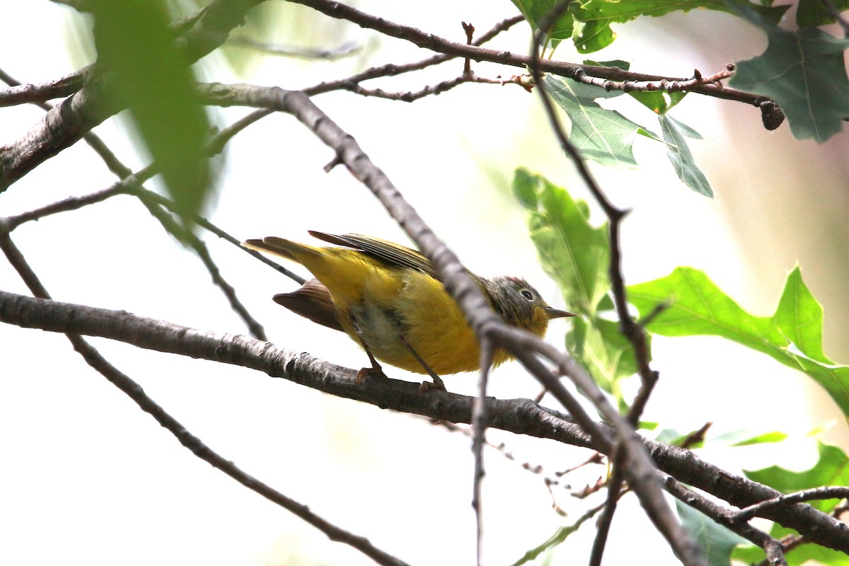 Nashville Warbler - Jesse Pline