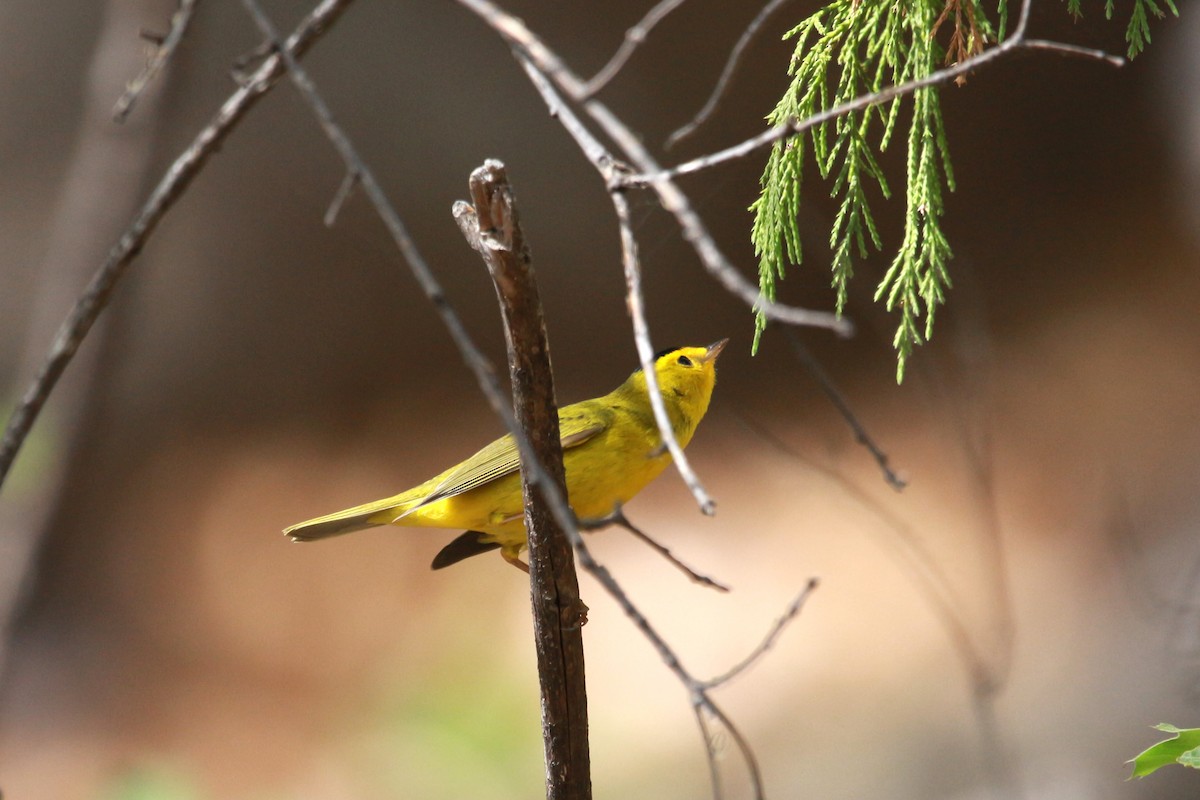 Wilson's Warbler - ML619459086