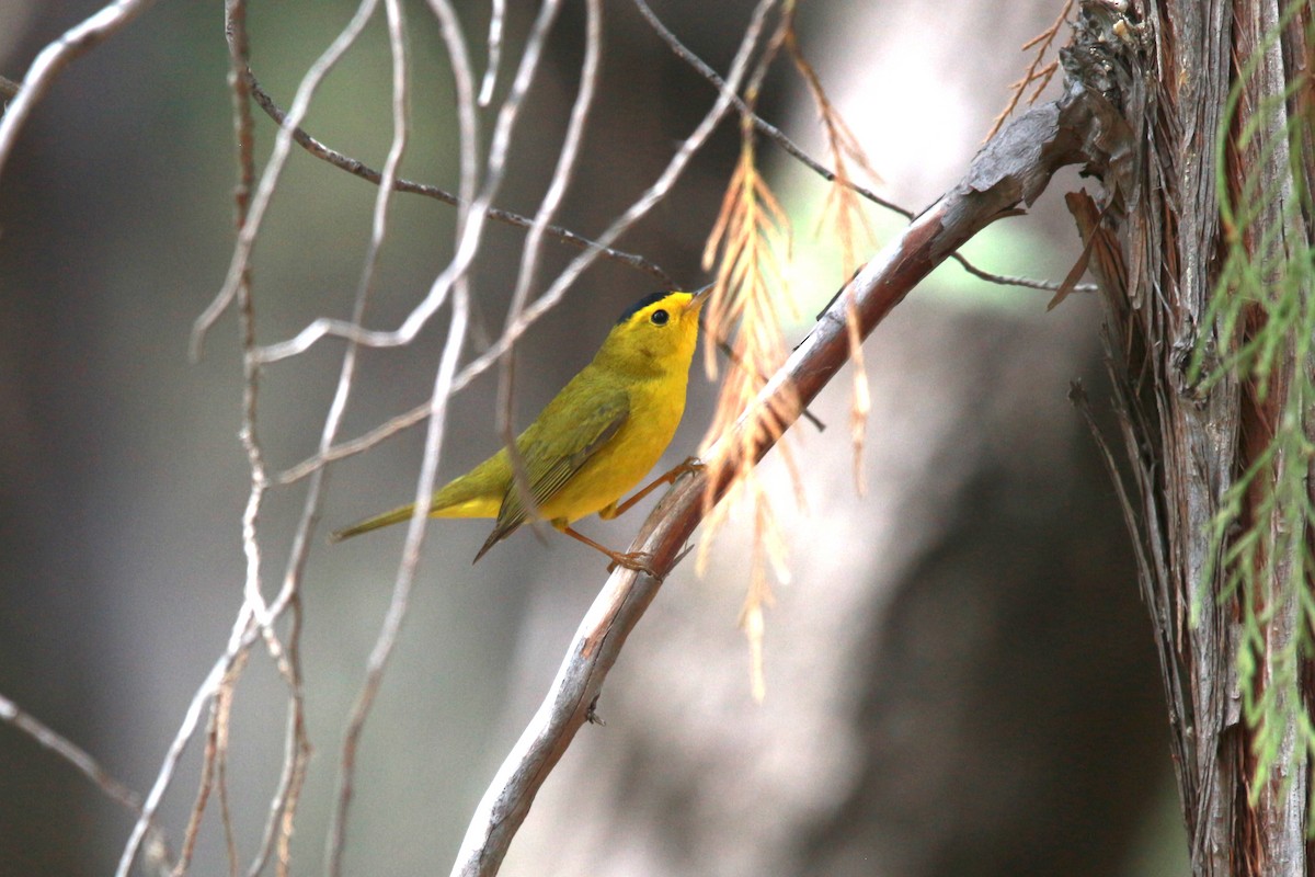 Wilson's Warbler - ML619459087