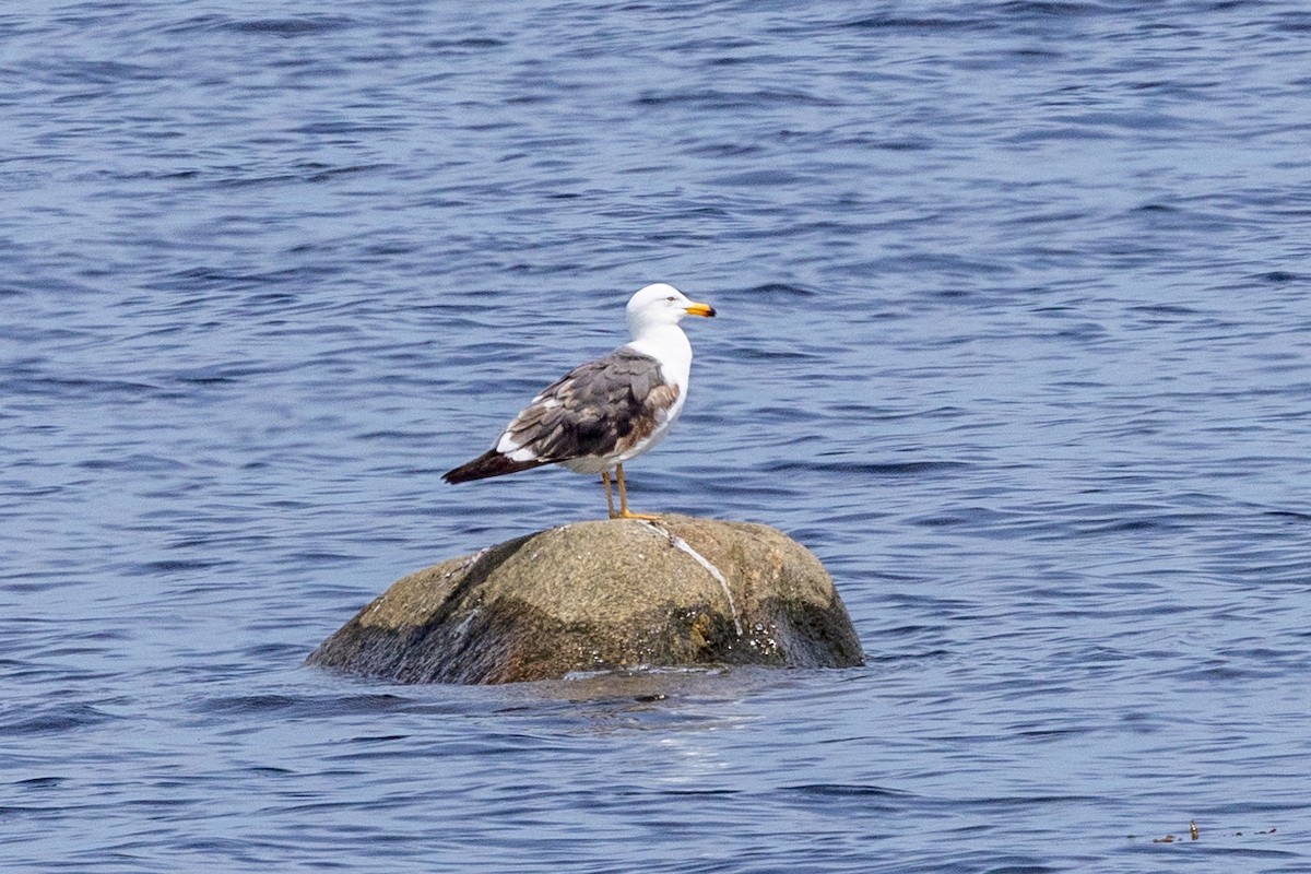 Lesser Black-backed Gull - Jacques Brisson