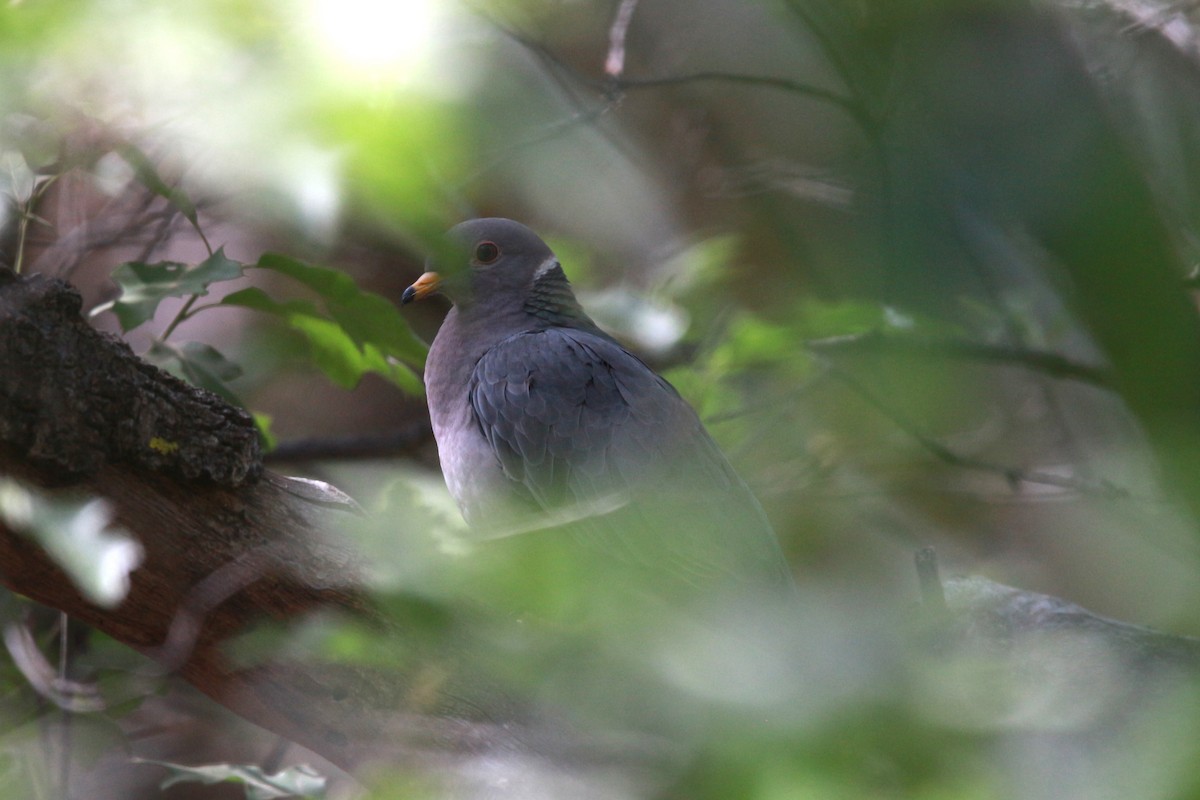 Band-tailed Pigeon - Jesse Pline