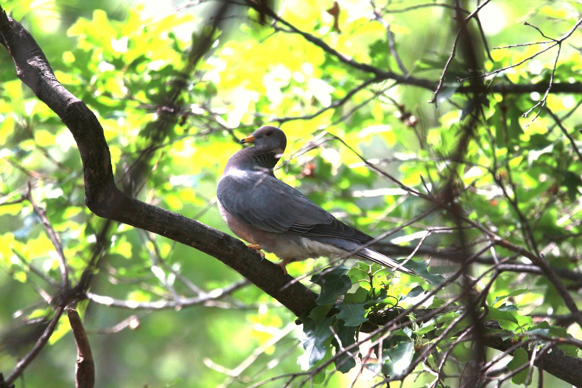 Band-tailed Pigeon - Jesse Pline