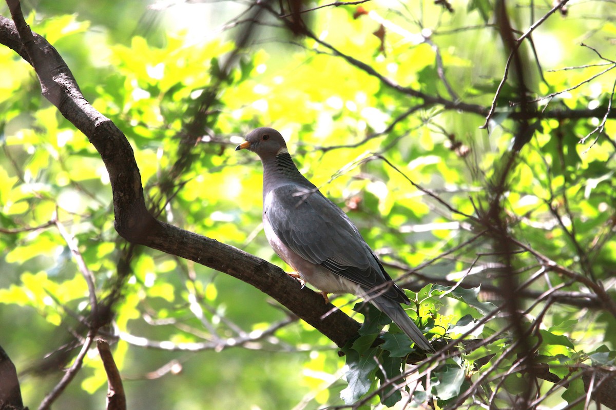 Band-tailed Pigeon - Jesse Pline