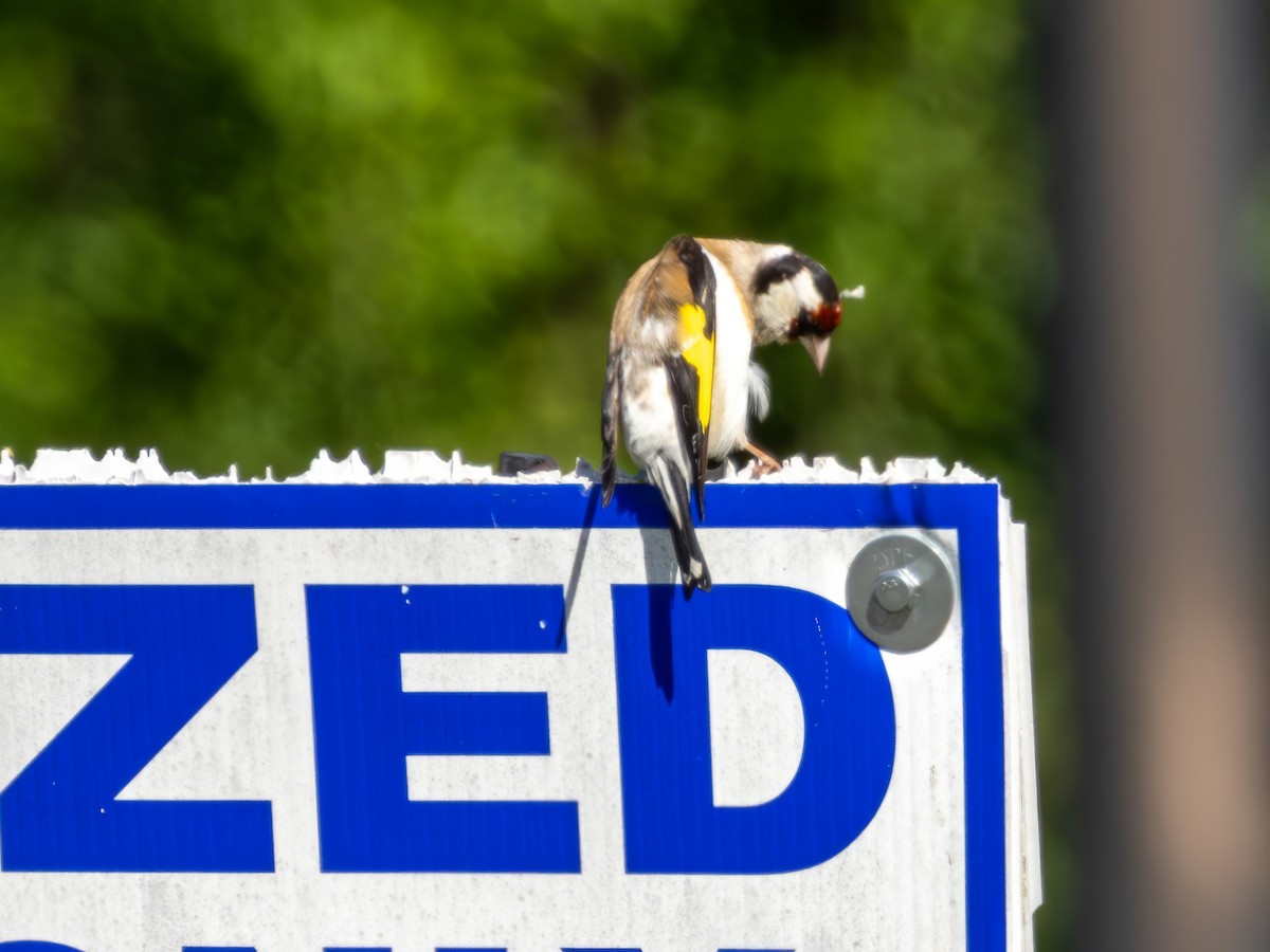 European Goldfinch - Ian Sarmiento