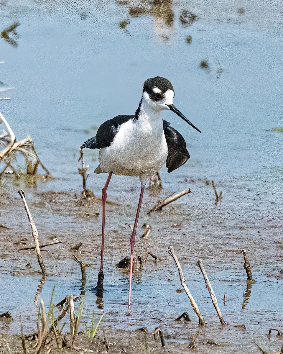 Black-necked Stilt (Black-necked) - Mark Singer