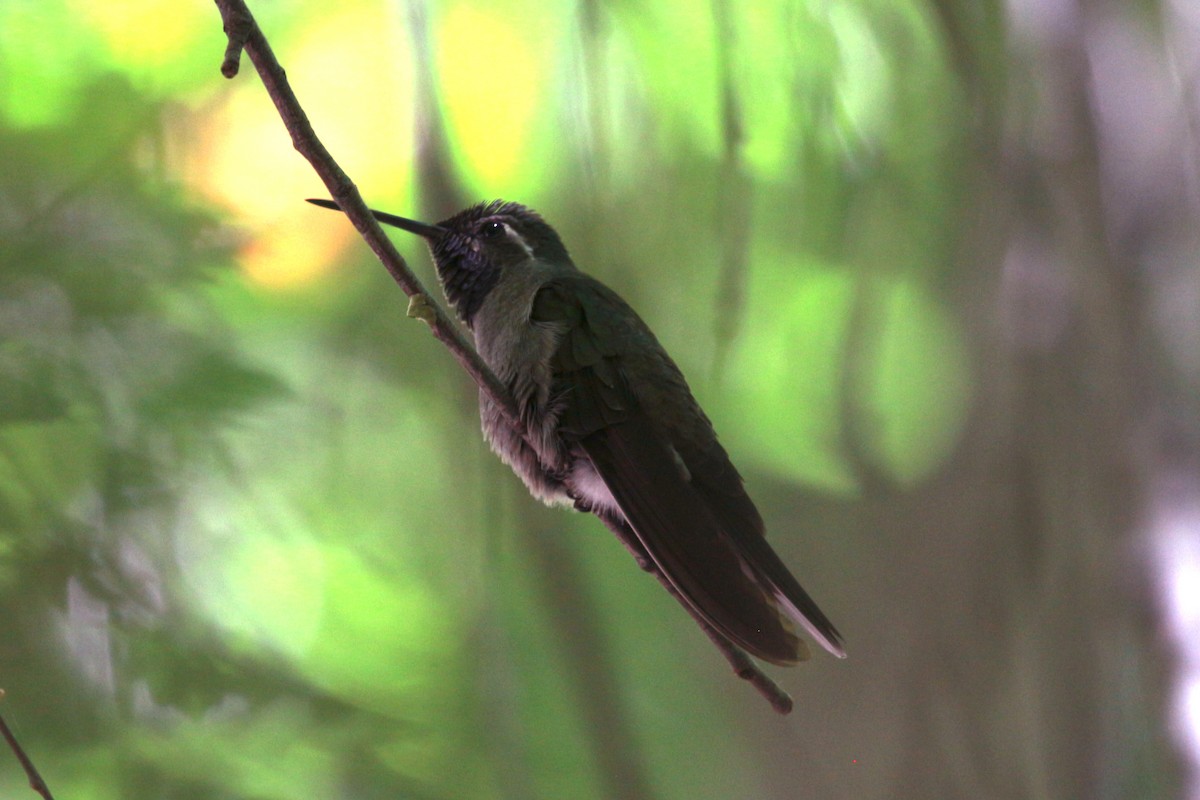 kolibřík blankytohrdlý - ML619459118