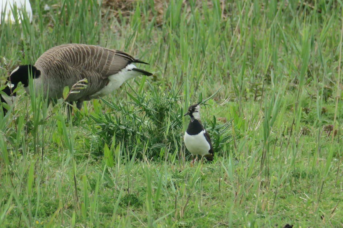 Northern Lapwing - Michael Simmons