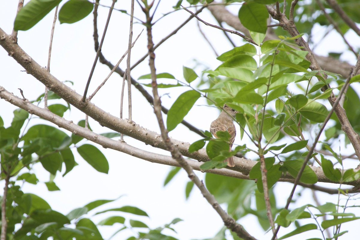 Panama Flycatcher - allie bluestein