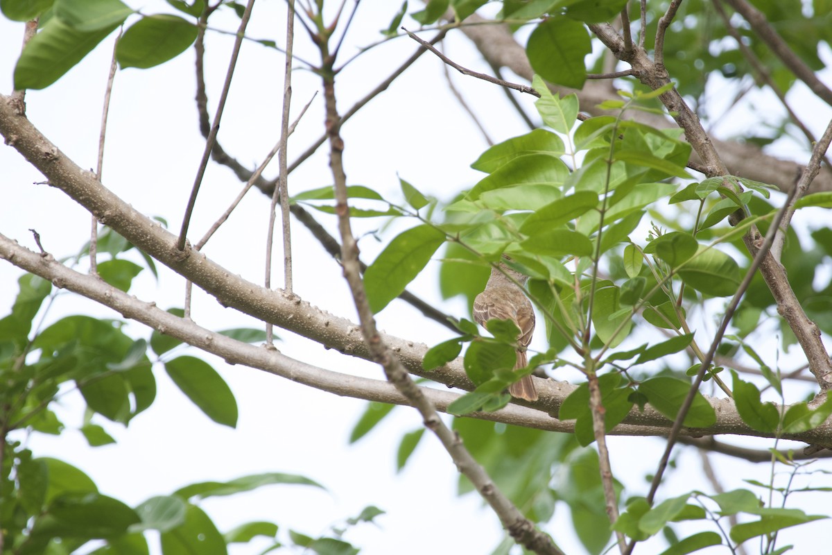 Panama Flycatcher - allie bluestein