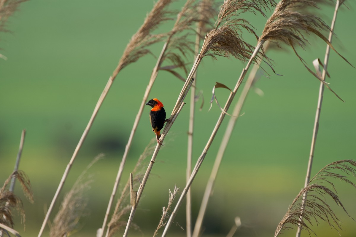 Southern Red Bishop - Nick Leiby