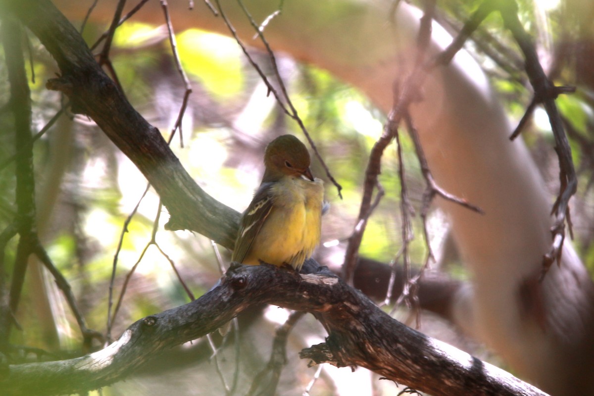 Western Tanager - Jesse Pline