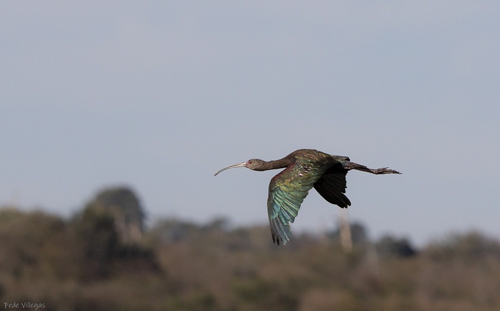 White-faced Ibis - Federico Villegas