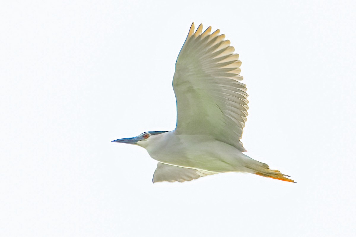 Black-crowned Night Heron - A W