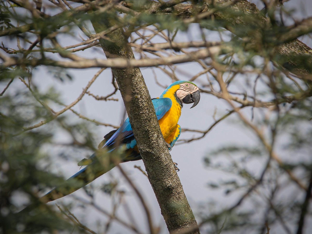 Blue-and-yellow Macaw - Jose Zuluaga