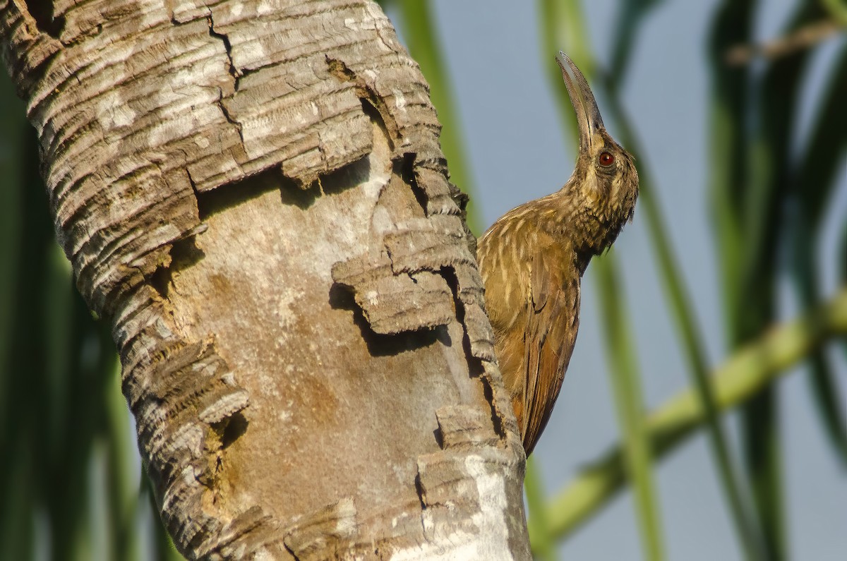 Moustached Woodcreeper - MANOEL AUGUSTO CHAVES
