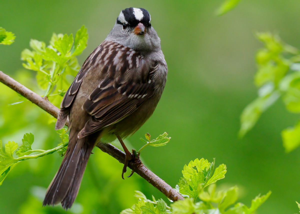 White-crowned Sparrow (Dark-lored) - ML619459158