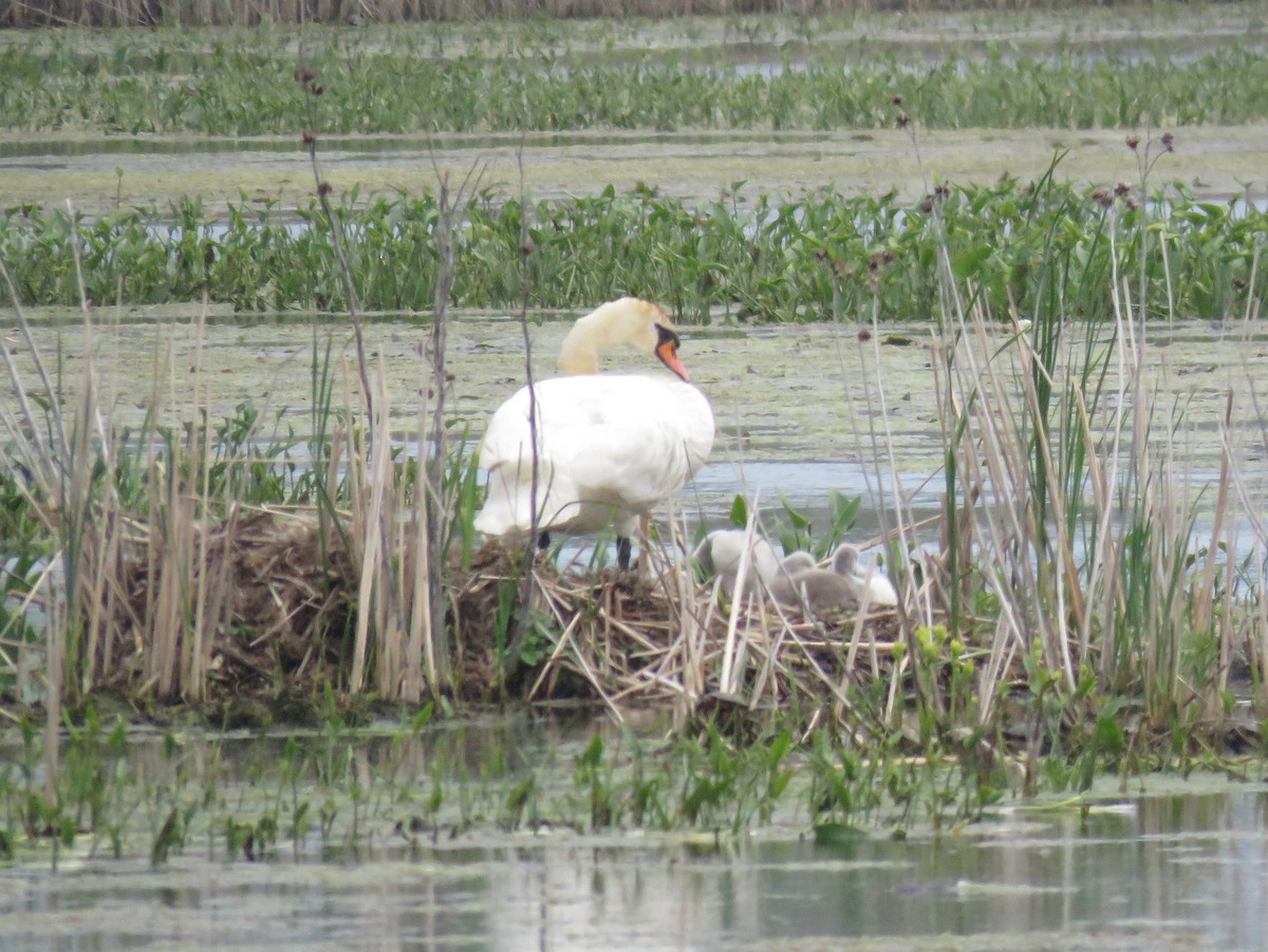 Mute Swan - Jeff Mander