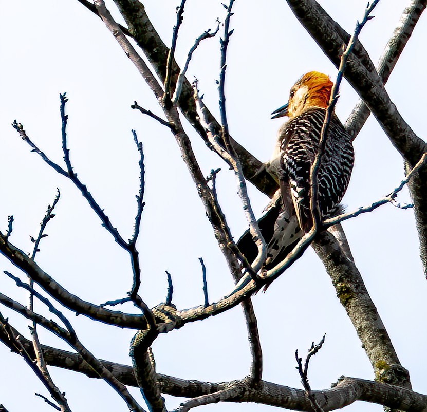 Red-bellied Woodpecker - Jaya Ramanathan