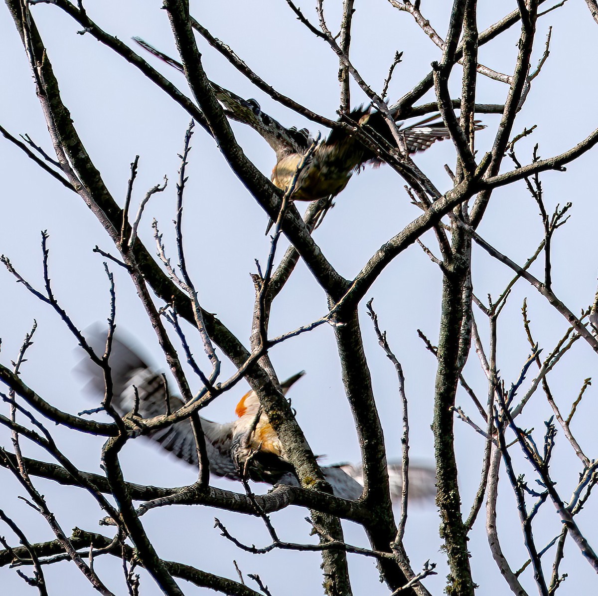 Red-bellied Woodpecker - Jaya Ramanathan