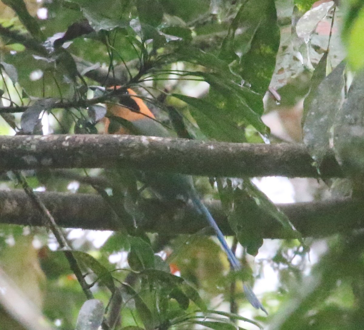 Rufous Motmot - Leith Woodall