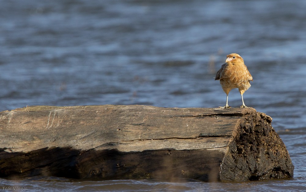 Chimango Caracara - Federico Villegas